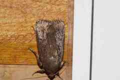 Amphipyra tragopoginis