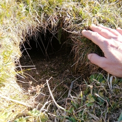 Marmota marmota