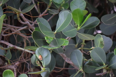 Clusiaceae