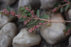 Euphorbia thymifolia