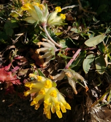 Anthyllis vulneraria alpestris