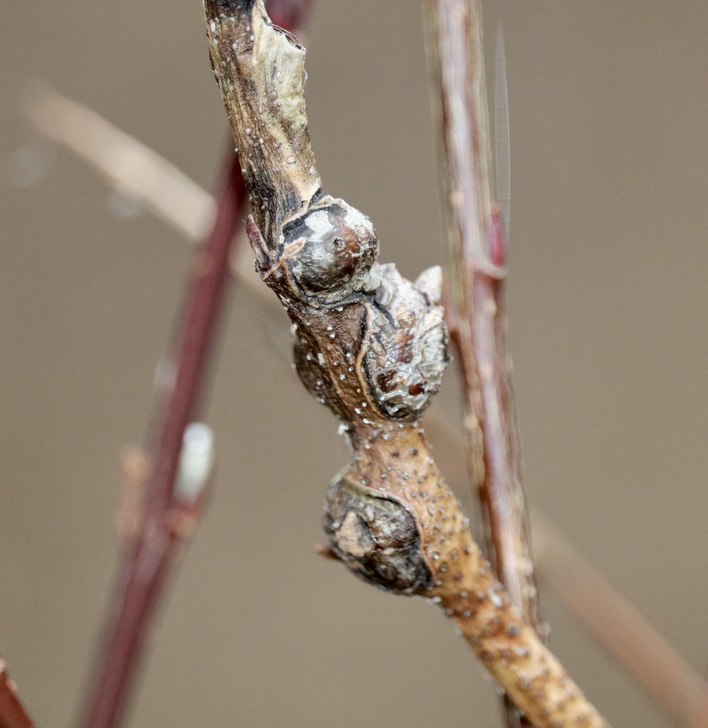 Rabdophaga globosa