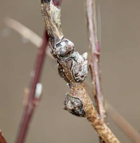 Rabdophaga globosa