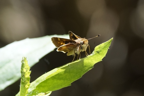iNaturalist observation photo of Umber Skipper