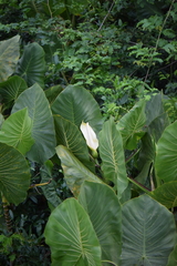 Montrichardia linifera