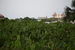 Montrichardia linifera