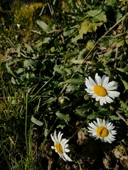 Leucanthemum halleri