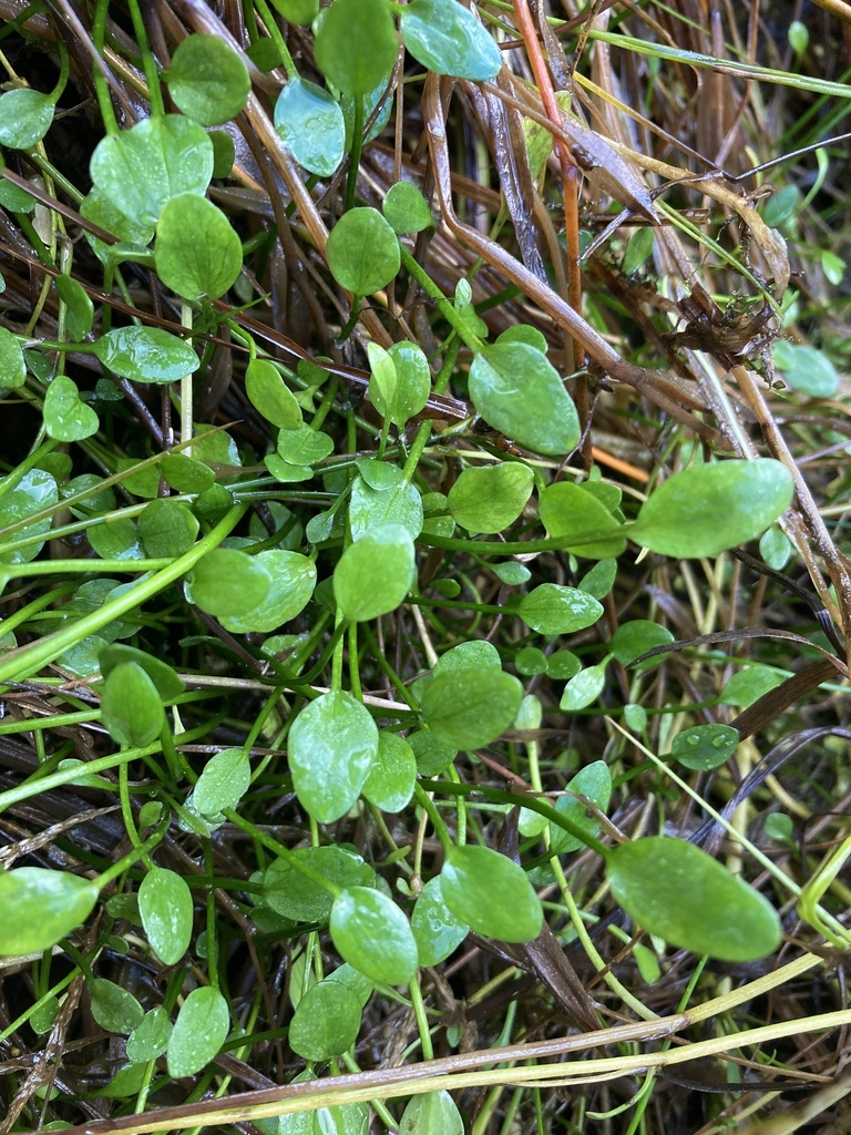 Lesser Spearwort in May 2023 by Ruby MacGillivray · iNaturalist