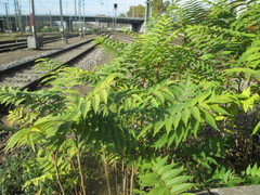 Ailanthus altissima