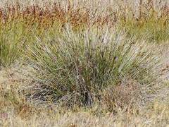 Juncus acutus leopoldii
