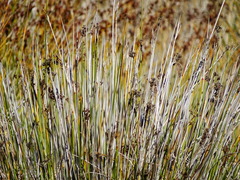 Juncus acutus leopoldii