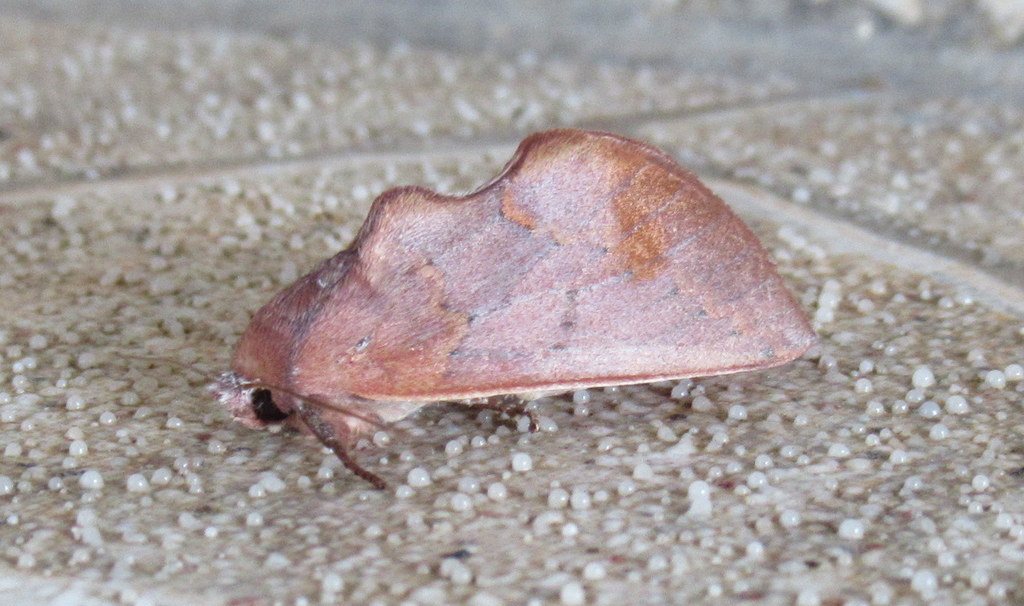Hemiceras rufescens