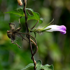 Ipomoea hederacea