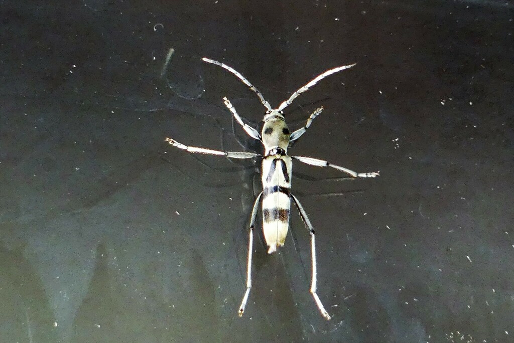 Demonax alcanor
