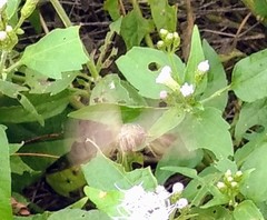 Hymenia perspectalis