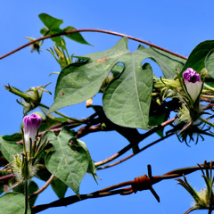 Ipomoea hederacea