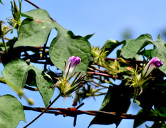 Ipomoea hederacea