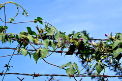 Ipomoea hederacea