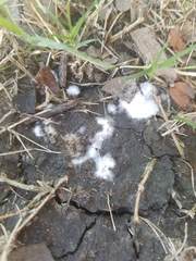 Sclerotinia sclerotiorum