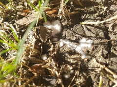 Sclerotinia sclerotiorum