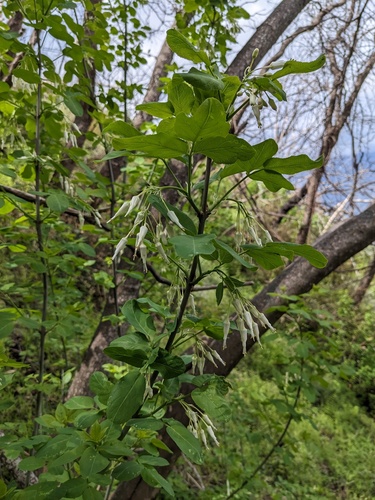 Staphylea bolanderi, photograph 5