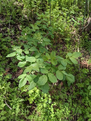 Staphylea bolanderi, photograph 6