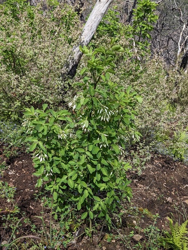 Staphylea bolanderi, photograph 4