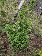 Staphylea bolanderi, photograph (c) Trevor Van Loon, some rights reserved (CC BY)