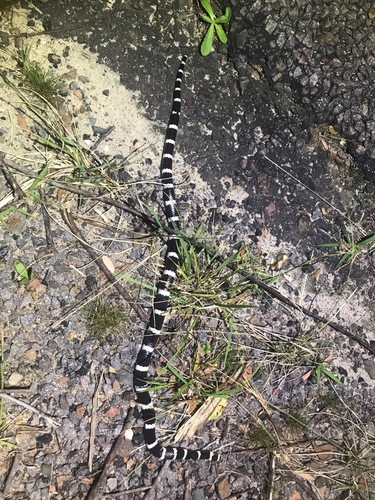 Eastern Bandy Bandy sighting