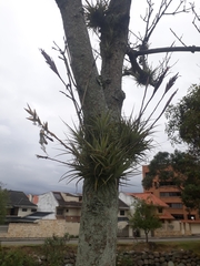 Tillandsia incarnata