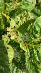 Alagoasa tridecimmaculata