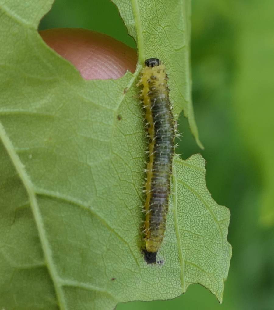 Spiny Ash Sawfly