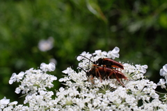Typocerus