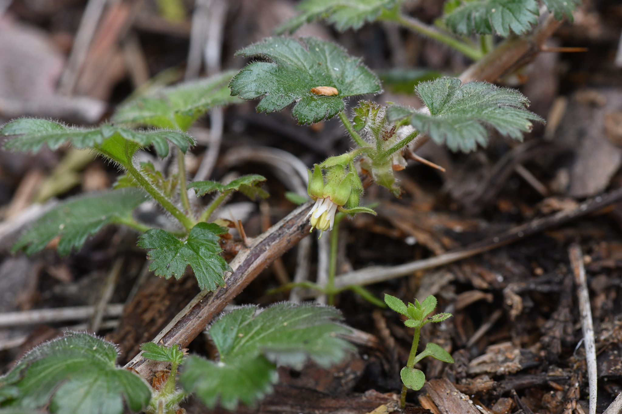 Ribes tularense