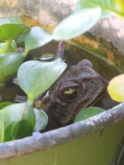 Rhinella arenarum