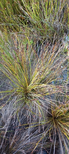 Image of Elegia ebracteata by (c) Adele SL, some rights reserved (CC BY)