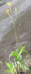Cyrtopodium flavum