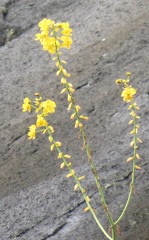 Cyrtopodium flavum