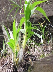 Cyrtopodium flavum
