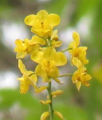 Cyrtopodium flavum
