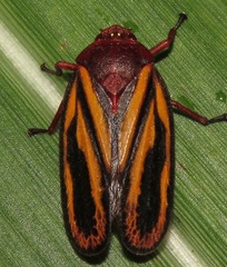 Mahanarva