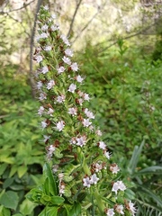 Echium virescens image