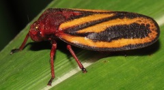 Mahanarva