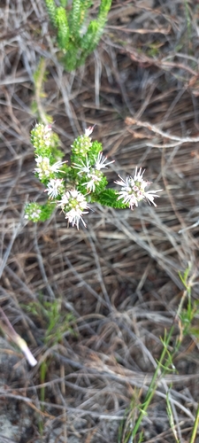 Image of Stilbe ericoides by (c) Adele SL, some rights reserved (CC BY)