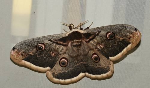 Saturnia pyri
