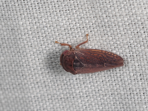 Ectopiocephalus australis observed 2023-04-18