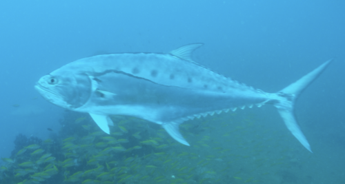 Doubledotted queenfish (Scomberoides commersonnianus) — Carangidae