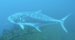 Talang Queenfish photo 2