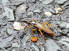 Cratichneumon w-album
