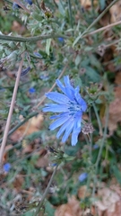 Cichorium intybus